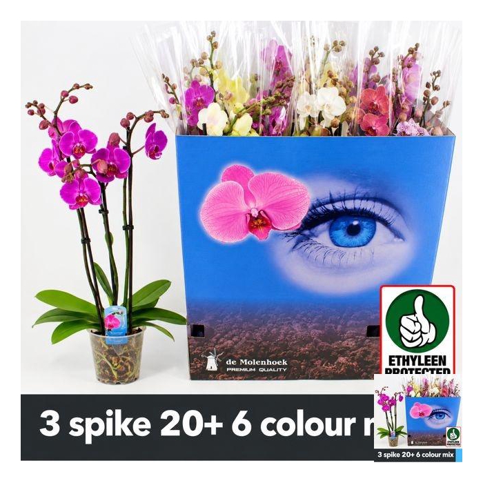 <h4>PHAL GEM 6 KL</h4>