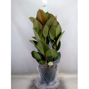 Ficus elastica 'Robusta'