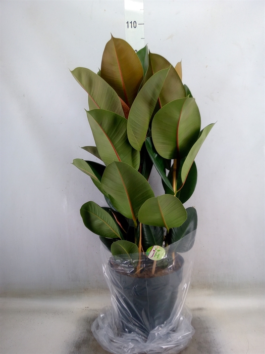 <h4>Ficus elastica 'Robusta'</h4>