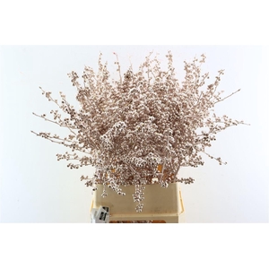 Ilex Klbh Champagne Stem