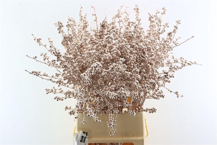 <h4>Ilex Klbh Champagne Stem</h4>