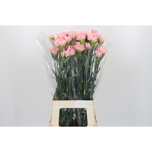 Dianthus St Sarah Pink