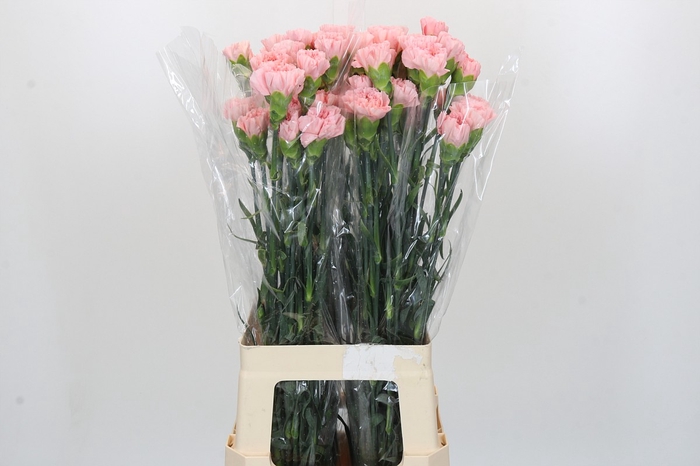 <h4>Dianthus St Sarah Pink</h4>