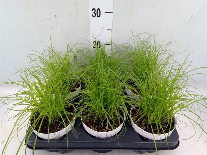 <h4>Cyperus alternifolius 'Zumula'</h4>