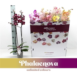 Phalaenopsis gemengd 12 kleuren
