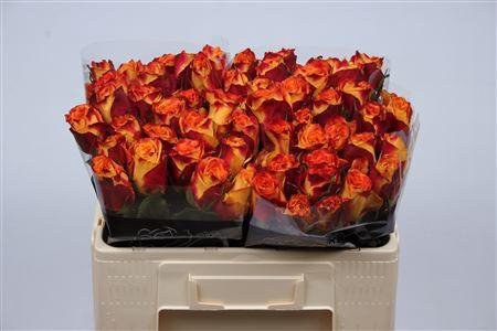 <h4>R Gr Silantoi@</h4>