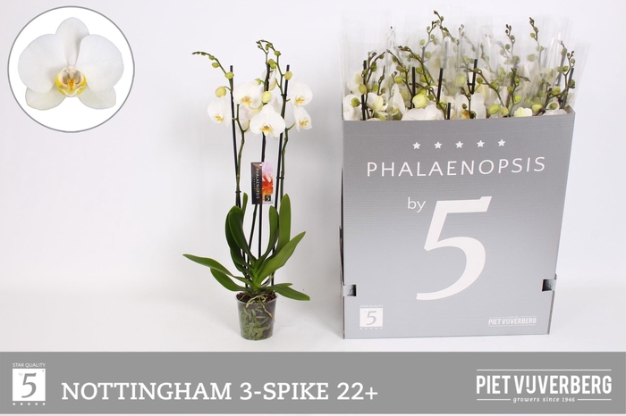 <h4>PHAL AN NOTTINGHAM</h4>