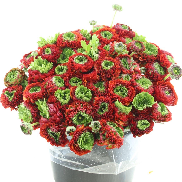 <h4>Ran Ponpon Sr Red 944 Super</h4>