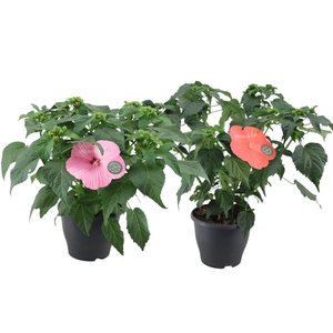 Hibiscus Extreme Mix p23
