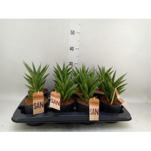 Sansevieria cyl.  ...