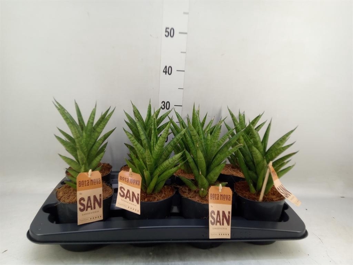 <h4>Sansevieria cyl.  ...</h4>