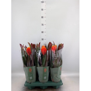 Guzmania  'Tala'