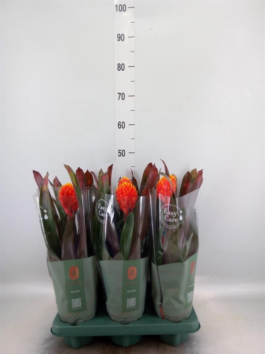 <h4>Guzmania  'Tala'</h4>