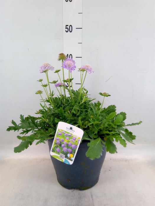 <h4>Scabiosa columb.</h4>