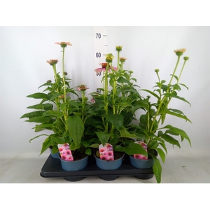 Echinacea  'Sombrero Rose'