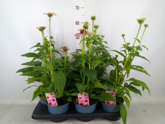 <h4>Echinacea  'Sombrero Rose'</h4>