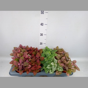Hypoestes phyllo. 'Confetti C' .mix