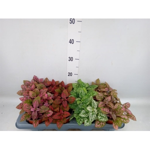 Hypoestes phyllo. 'Confetti C' .mix