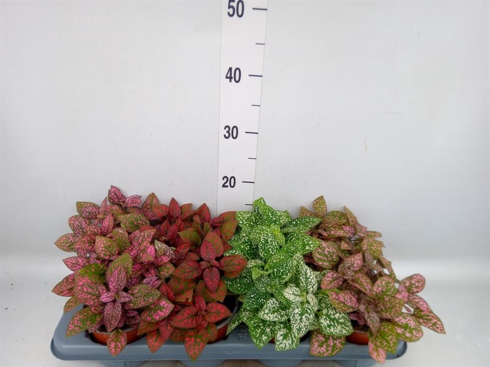 <h4>Hypoestes phyllo. 'Confetti C' .mix</h4>