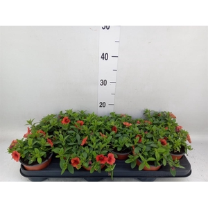 Calibrachoa  'Minifam Orange'