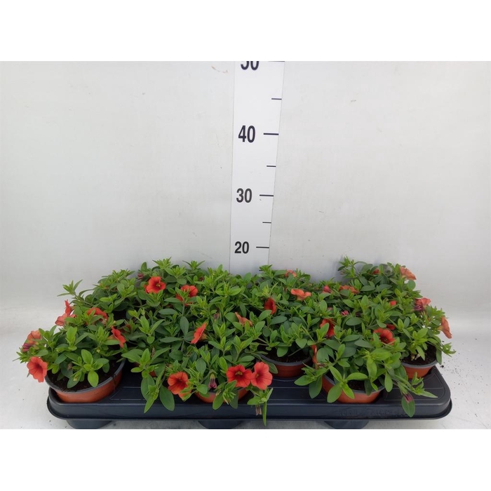 <h4>Calibrachoa  'Minifam Orange'</h4>