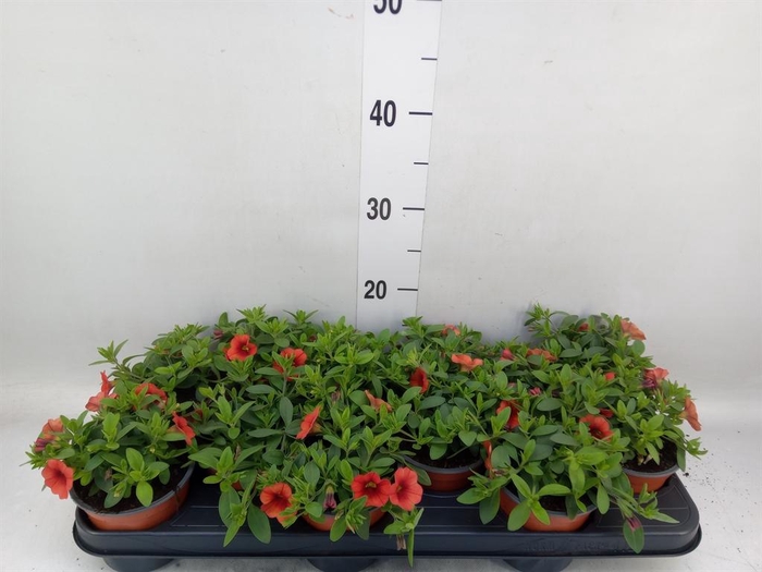 <h4>Calibrachoa  'Minifam Orange'</h4>