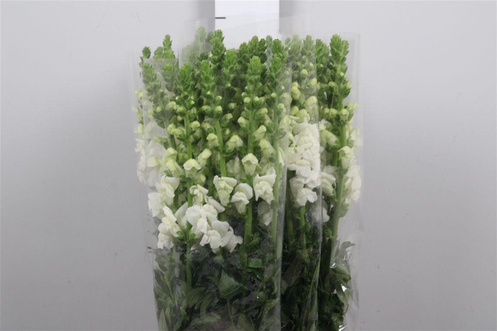 <h4>Antir It. White</h4>