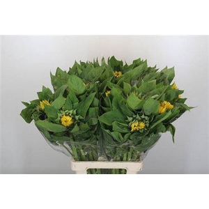 HELIANTHUS VINCENT CHOICE 70CM ITAL