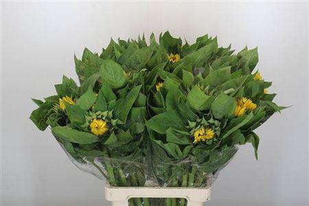 <h4>HELIANTHUS VINCENT CHOICE 70CM ITAL</h4>