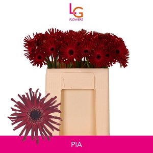 GE GR QUEENI PIA