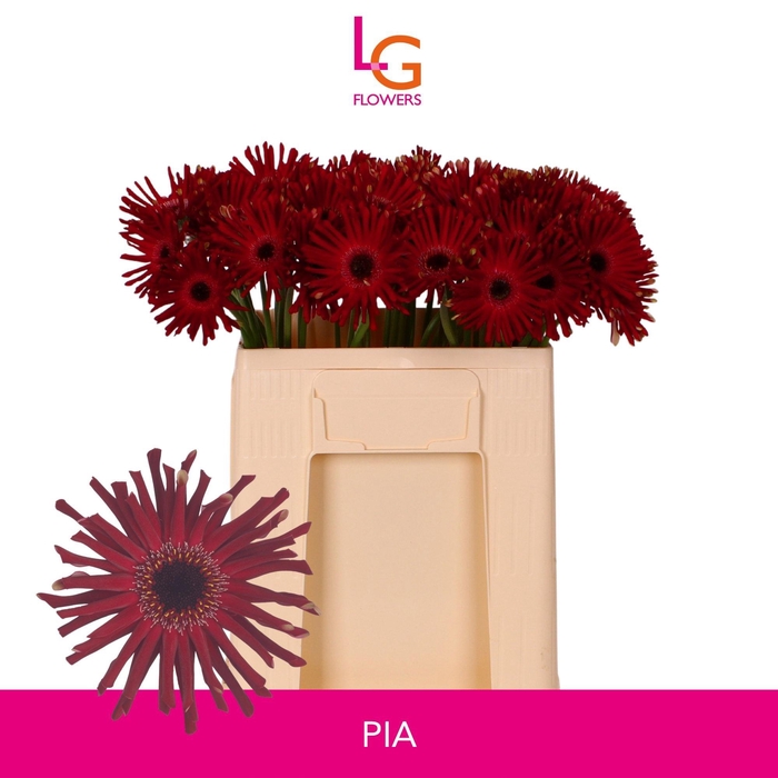 <h4>GE GR QUEENI PIA</h4>