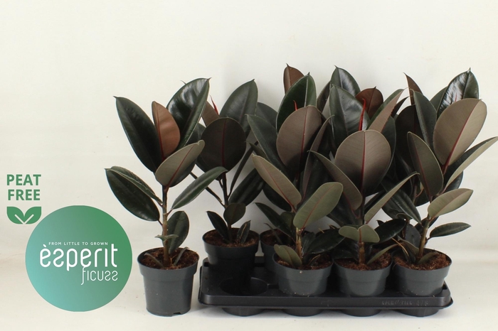 <h4>FIC EL ABIDJAN</h4>