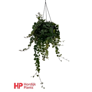 Aeschynanthus Pink Polka Groen