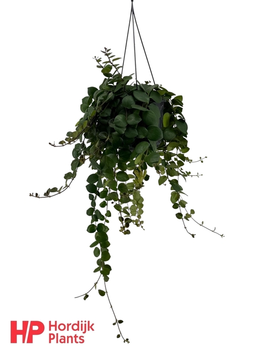 <h4>Aeschynanthus Pink Polka Groen</h4>