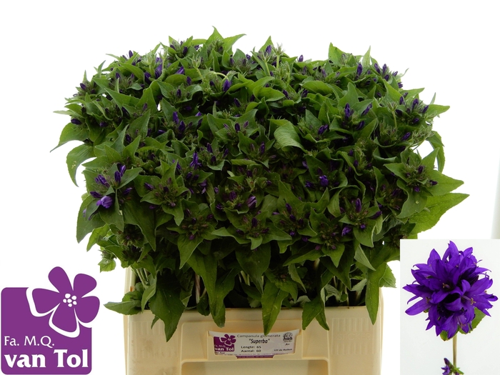 <h4>CAMP GL SUPERBA</h4>