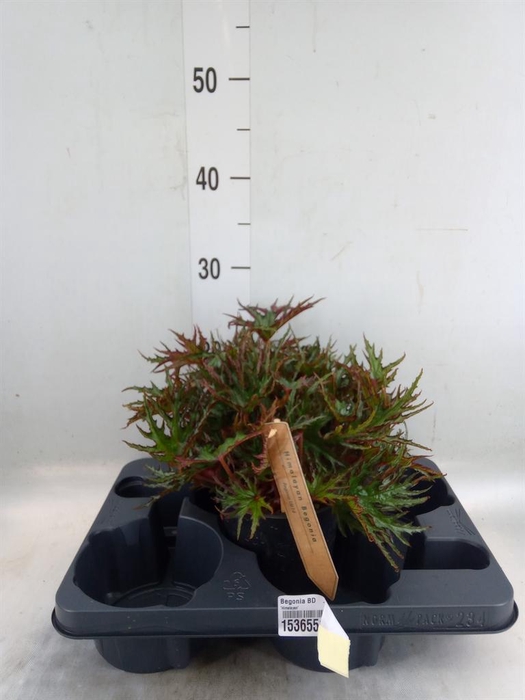 <h4>Begonia BD   ...</h4>