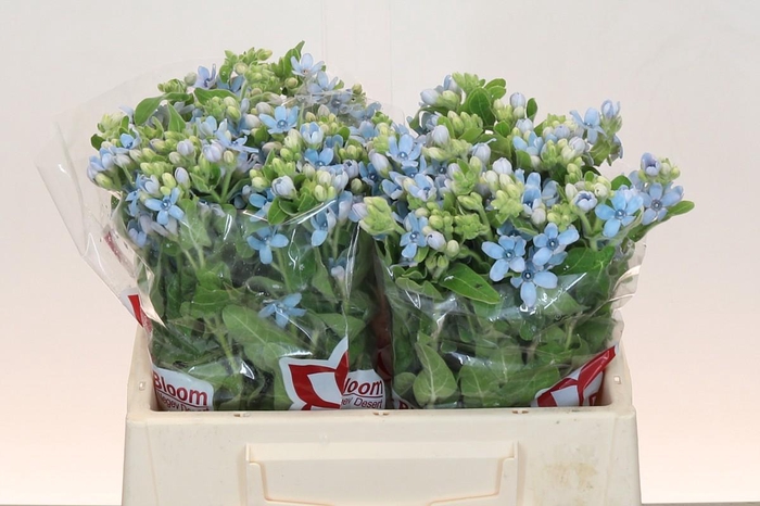 Oxypetalum Tweedia Blue