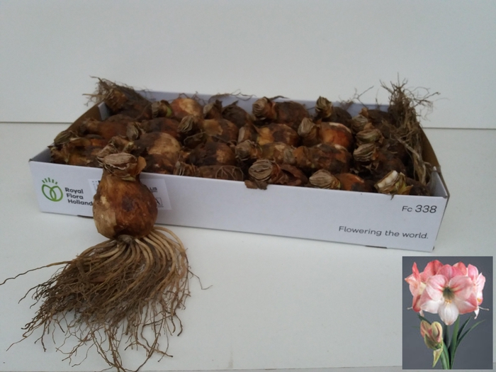 <h4>BLOEMBOL HIPPEASTRUM</h4>