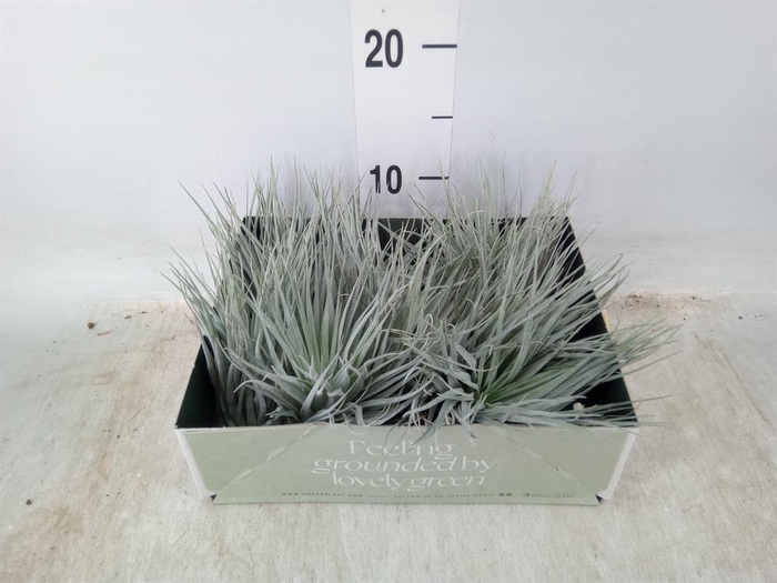 <h4>Tillandsia</h4>