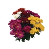 CRISANTEMO MINI CARNAVAL P11