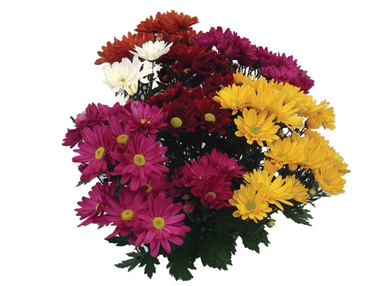 CRISANTEMO MINI CARNAVAL P11