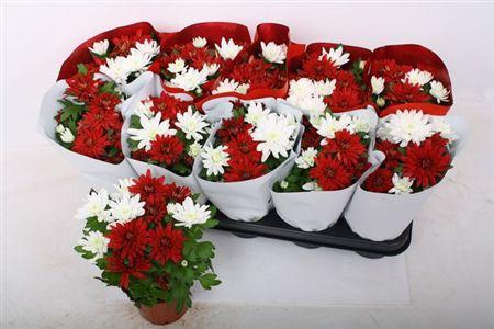 <h4>Chrys Chrystal Gem</h4>