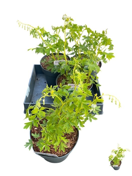 <h4>DICE SP ALBA</h4>