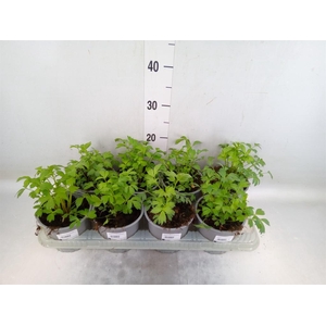 Levisticum officinale