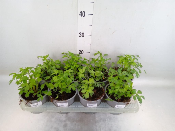 <h4>Levisticum officinale</h4>