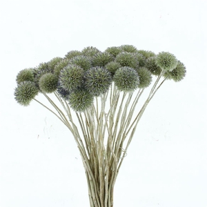 Dried Natural Eryngium