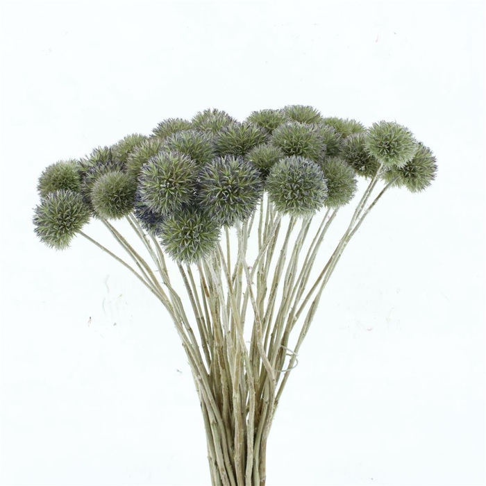 <h4>Dried Natural Eryngium</h4>