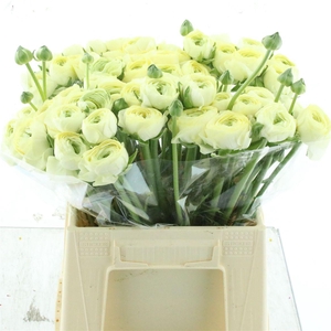 Ran Su Creme 511 Extra