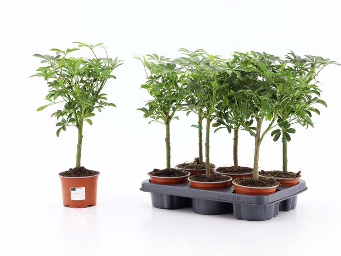 <h4>SCHEF AR LUSEANA</h4>