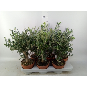 Olea europaea